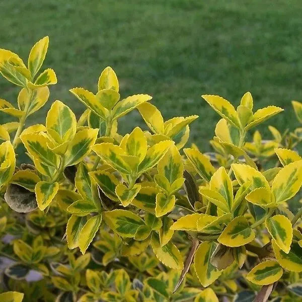 trzmielina-emerald-gold-p9-c1-rodzaj-rosliny-trzmieliny
