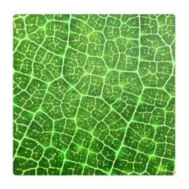 mata-pod-fotel-biurowy-na-drewniana-podloge-lisc-w-zblizeniu-100x100