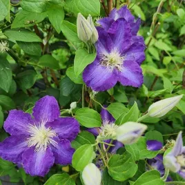 clematis-stefan-franczak-poj-4-l