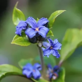 clematis-cassandra-bylinowy-pachnacy-poj-4l