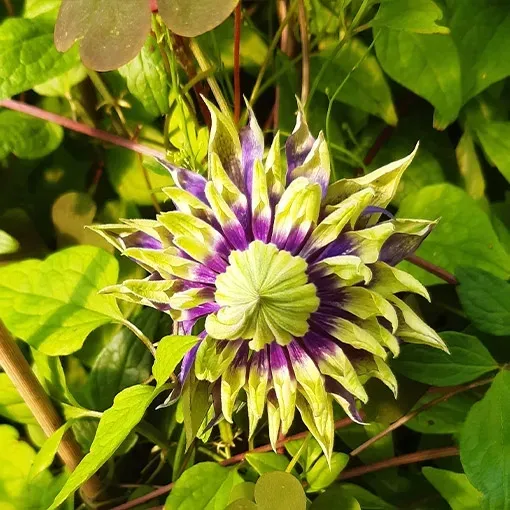 clematis-taigar-poj-2l
