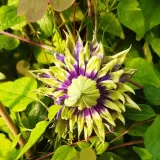clematis-taigar-poj-2l