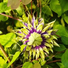 clematis-taigar-poj-2l
