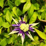 clematis-taigar-poj-2l-rodzaj-rosliny-powojnik