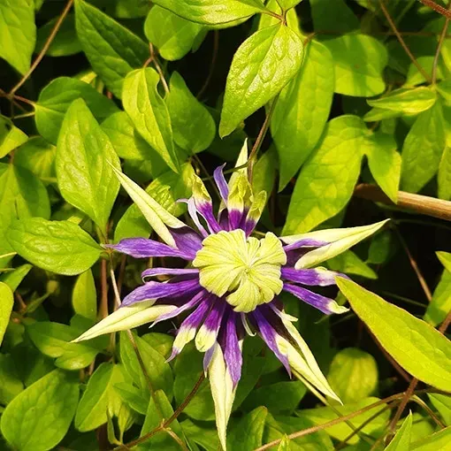 clematis-taigar-poj-2l-rodzaj-rosliny-powojnik