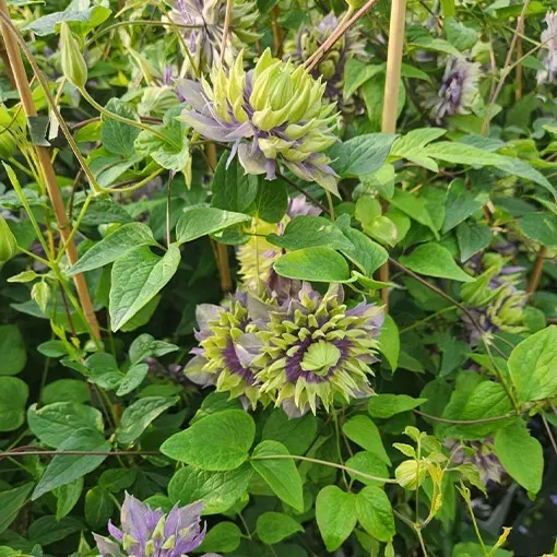 clematis-taigar-poj-2l-rodzaj-rosliny-powojnik