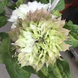 clematis-sen-no-kaze-wielkokwiatowy-poj-4l