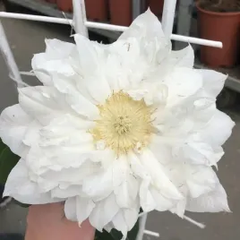 clematis-isago-poj-4l