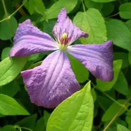 clematis-polish-spirit-poj-2l