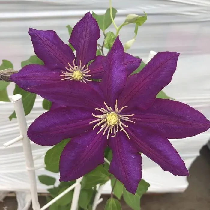 clematis-lech-kaczynski-p9-c1-rodzaj-rosliny-powojnik
