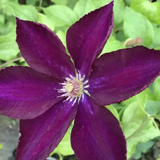 clematis-lech-kaczynski-p9-c1-producent-inna