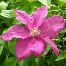 clematis-ernest-markham-wielkokwiatowy-p9-c1