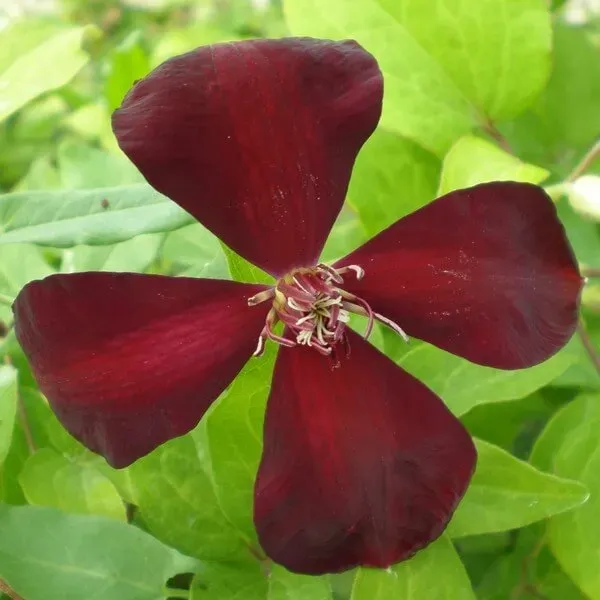 clematis-westerplatte-p9-c1