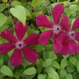 clematis-westerplatte-p9-c1-rodzaj-rosliny-powojnik
