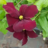 clematis-westerplatte-p9-c1-producent-inna