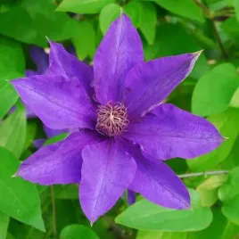 clematis-the-president-wielkokwiatowy-p9-c1