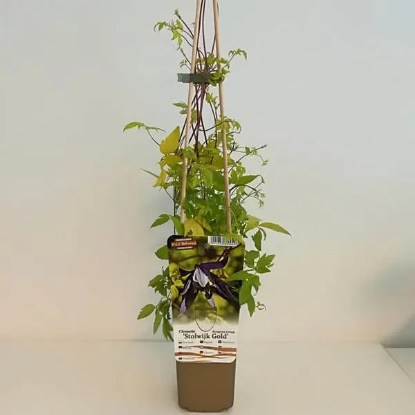 clematis-stolwijk-gold-p9-c1-rodzaj-rosliny-powojnik