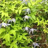 clematis-stolwijk-gold-p9-c1-producent-inna