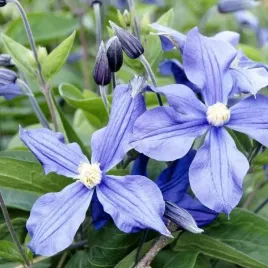 clematis-justa-wielkokwiatowy-poj-4l