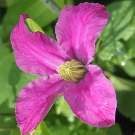 clematis-inspiration-zoin-r-bylinowy-p9-c1