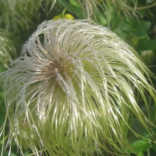clematis-botaniczny-bill-mackenzie-p9-c1-nazwa-lacinska-clematis