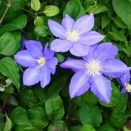 clematis-vyvyan-pennell-wielkokwiatowy-poj-2l