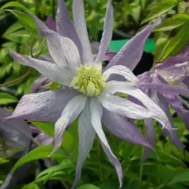 clematis-botaniczny-violet-pink-pelny-poj-2l