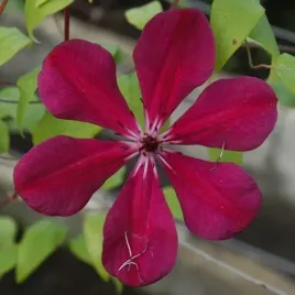 clematis-allanah-wielkokwiatowy-p9-c1