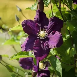 clematis-romantica-w-poj-4l