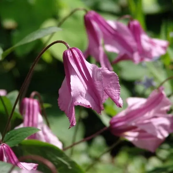 clematis-alionushka-p9-c1