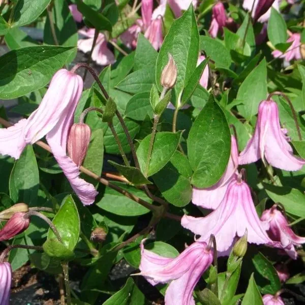 clematis-alionushka-p9-c1