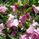 clematis-alionushka-p9-c1-nazwa-lacinska-clematis