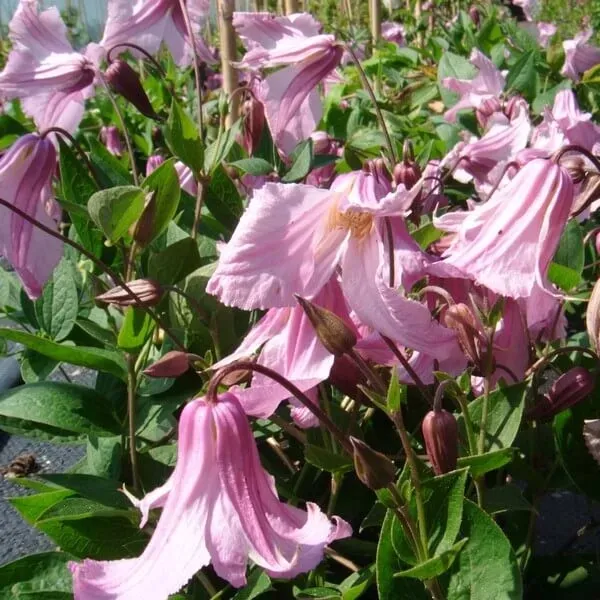 clematis-alionushka-p9-c1-rodzaj-rosliny-powojnik-producent-inna