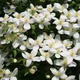 clematis-alba-p9-c1-rodzaj-rosliny-powojnik