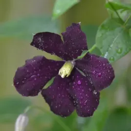 clematis-warszawska-nike-wielkokwiatowy-poj-4l