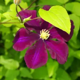 clematis-warszawska-nike-wielkokwiatowy-poj-2l