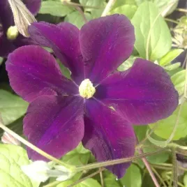 clematis-romantica-w-poj-2l