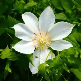 clematis-moonlight-syn-yellow-queen-poj-4l