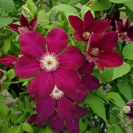 clematis-mazowsze-wielkokwiatowy-poj-2l