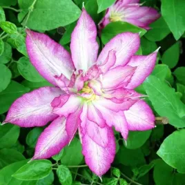 clematis-asao-wielkokwiatowy-poj-2l