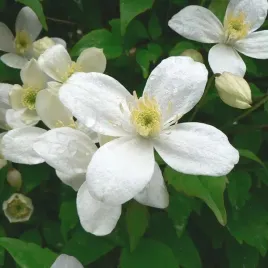 clematis-alba-poj-2l