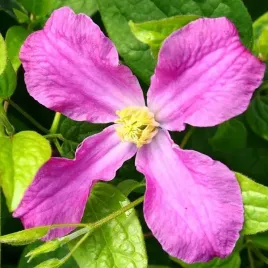 clematis-inspiration-zoin-r-bylinowy-poj-2l