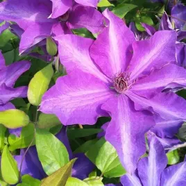 clematis-dzieci-warszawy-wielkokwiatowy-poj-2l