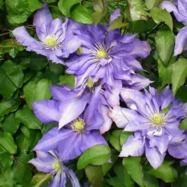 clematis-daniel-deronda-wielkokwiatowy-pelny-poj-2l