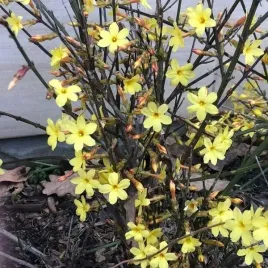 jasmin-nagokwiatowy-sadzonka-w-pojemniku-4l