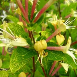wiciokrzew-japonski-aureoreticulata-polzimozielony-sadzonka-w-pojemniku-2l