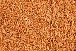 glopex-kielz-syberyjski-100g-dla-zolwia-ryb-pokarm
