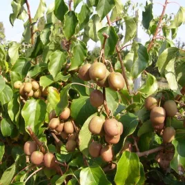 kiwi-aktinidia-geneva-ostrolistna-p9-c1