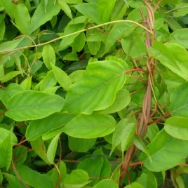 kiwi-aktinidia-zapylacz-male-ostrolistna-p9-c1