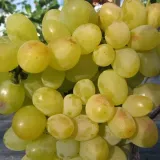 winorosl-arkadia-p9-c1-rodzaj-rosliny-winorosl